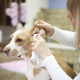 Как да почистите ушите на кучето у дома?