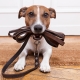Как да тренираме куче на каишка?