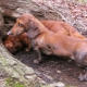 Буращи се кучета: описание на породите, особености на отглеждането и обучението