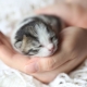 Новородени котенца: правила за развитие и грижи
