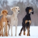 Салуки: характеристики на породата кучета, особено грижи
