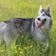 Северно инуитско куче: как изглежда и как да се грижим за него?