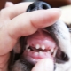 Промяна на млечните зъби при кучета: възрастови граници и възможни проблеми