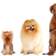 Всичко за размерите на кучетата: сортове и методи за измерване