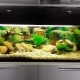 Аквариум от 150 литра: размери, осветление и селекция на риби