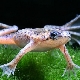 Аквариумни жаби: описание и видове, поддръжка и грижи