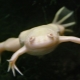 Бяла аквариумна жаба: описание и препоръки за съдържание