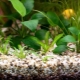 Почва за аквариум: видове, подбор и приложение