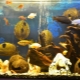 Кокос в аквариум: как да си направите дом за риба със собствените си ръце?
