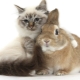 Мъжки котки (зайци): характеристики и съвместимост