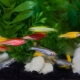 Раирани аквариумни рибки: видове и характеристики