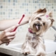 Препоръки за избор на паста за зъби за кучета