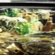 Как да оборудваме аквариум за костенурки?