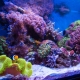 Морски аквариуми: избор на риба и оборудване, правила за изстрелване