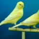 Характеристики на поддържането на канарчета у дома